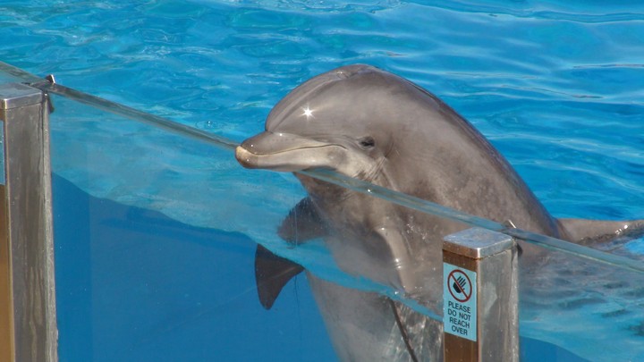 Dolphin Welcome @Sea World San Diego