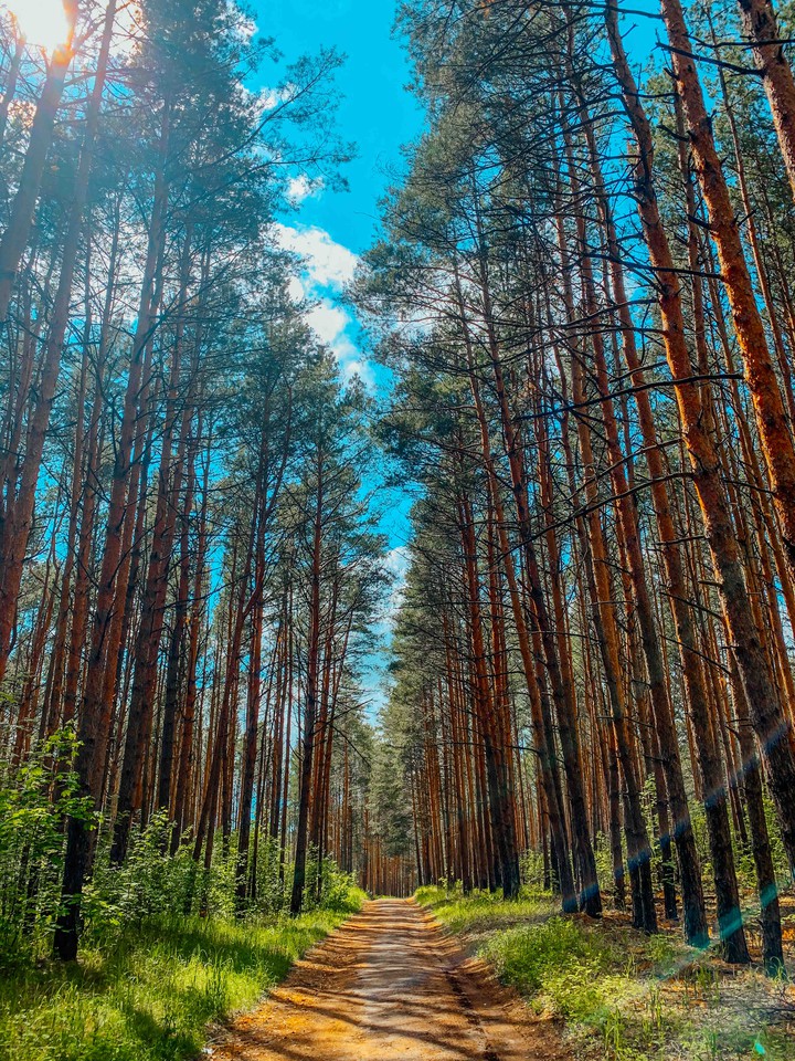 лес
