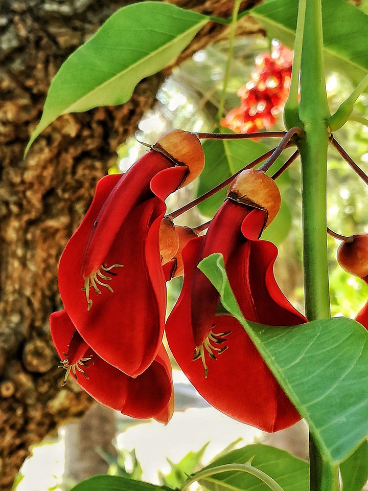 Red flowers
