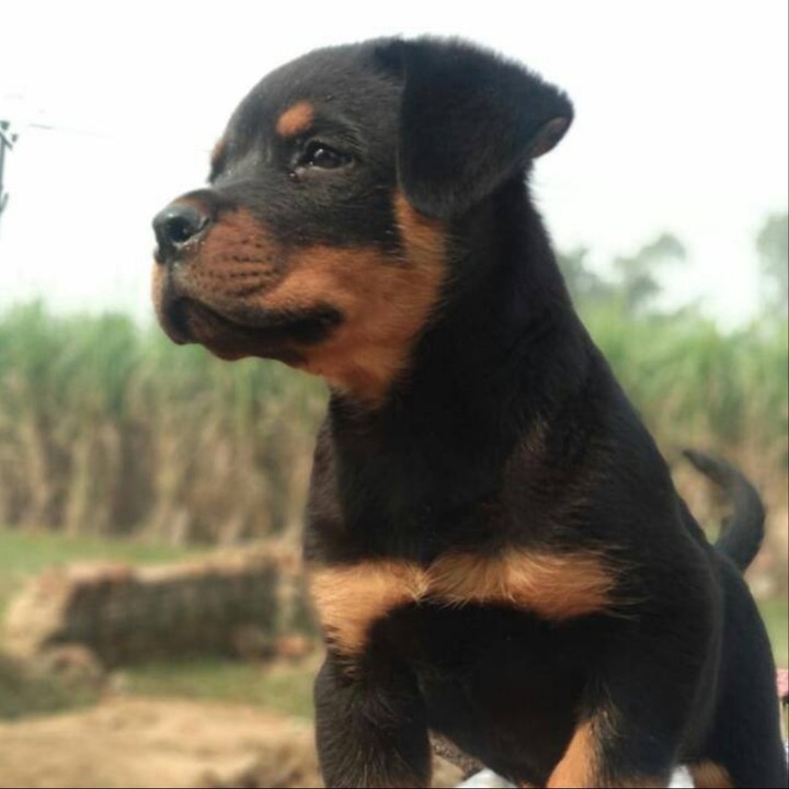 cute puppy