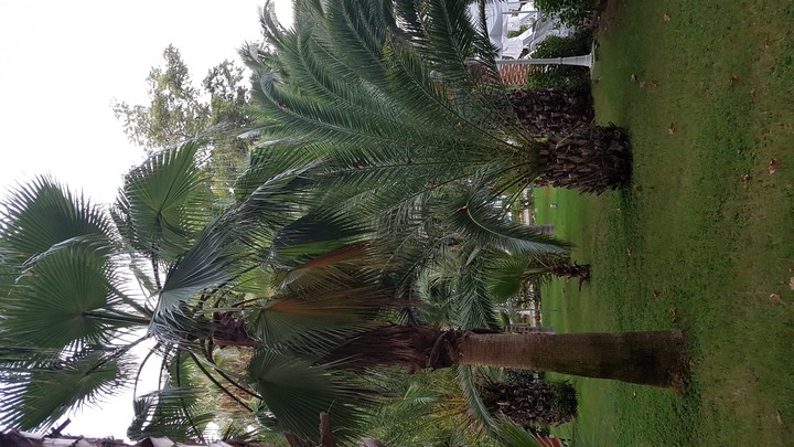 palm