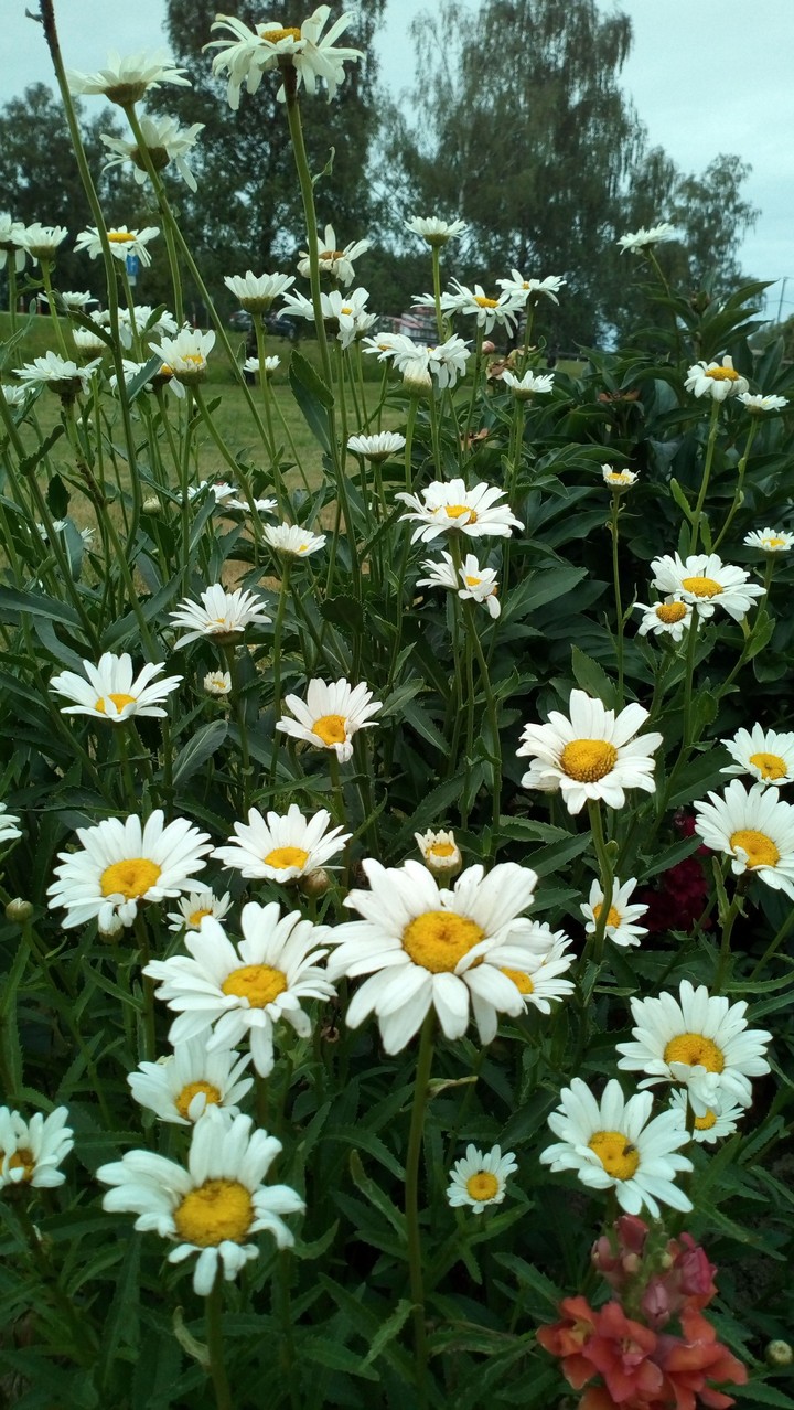 Flowers.