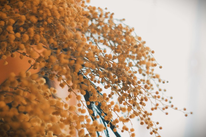 Mimosa
