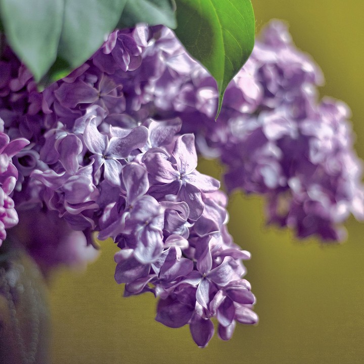 lilacs