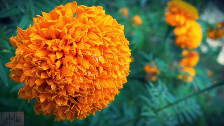 Flower at snow time