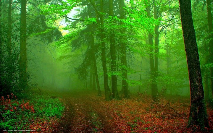 el verde es vida