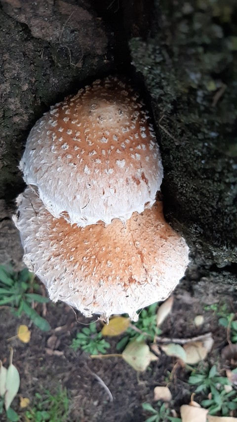 생물, 버섯 배경화면