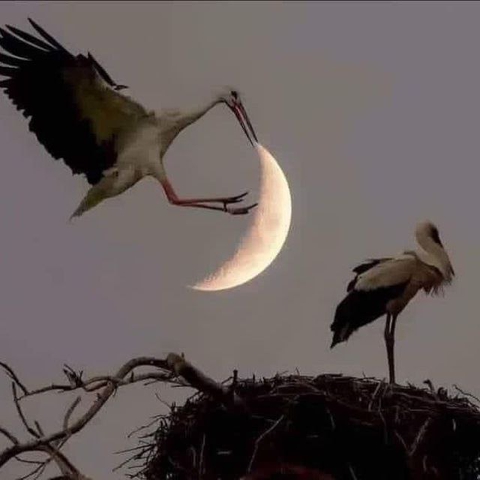 sfondi moon, bird