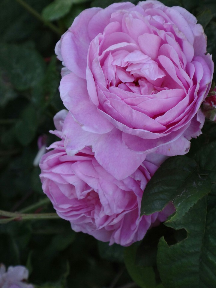 roses