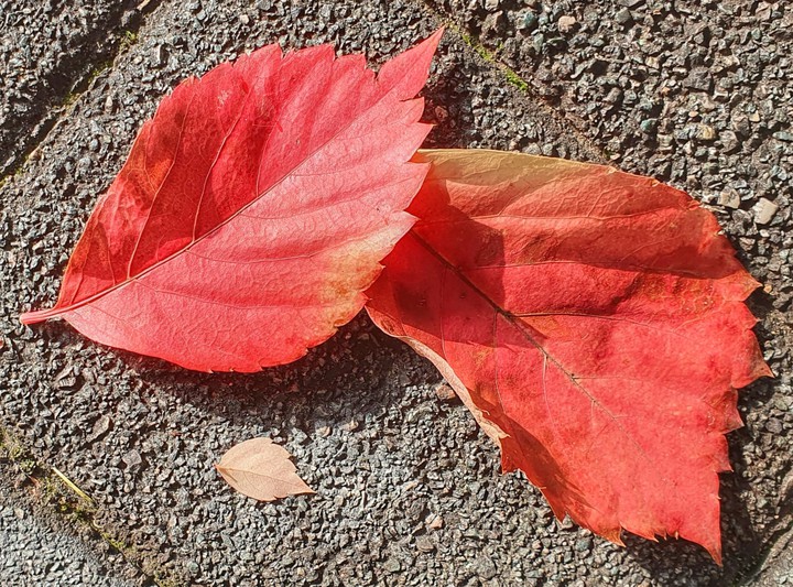 Caldo autunno