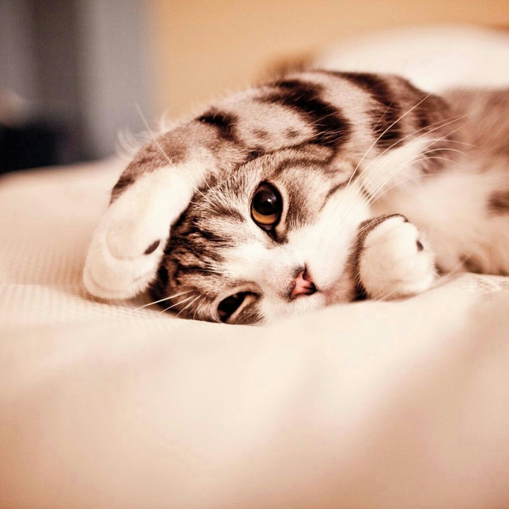 super cute cat ^w^
