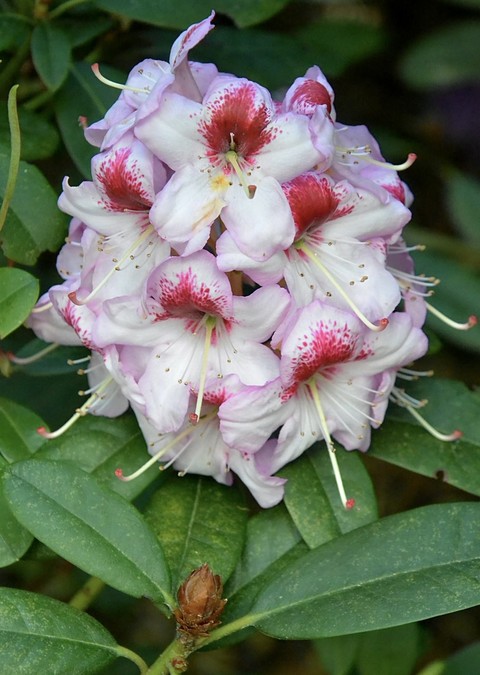 רקעים subshrub, flower