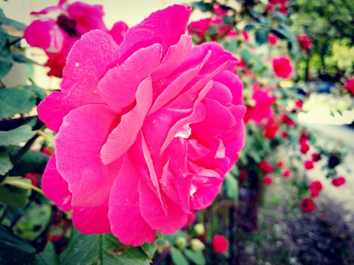 Lovely rose