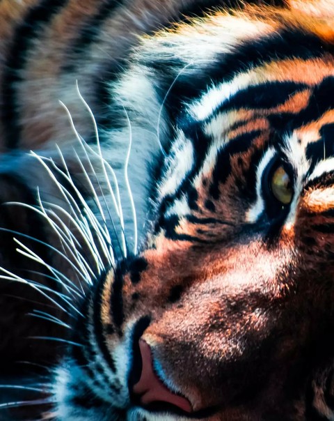 mammal, snout वॉलपेपर