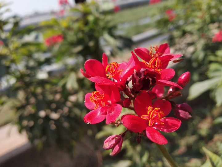 Red Flower