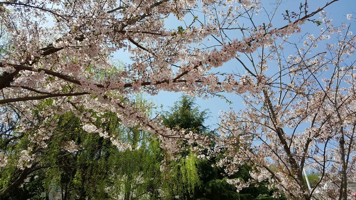 벚꽃 엔딩