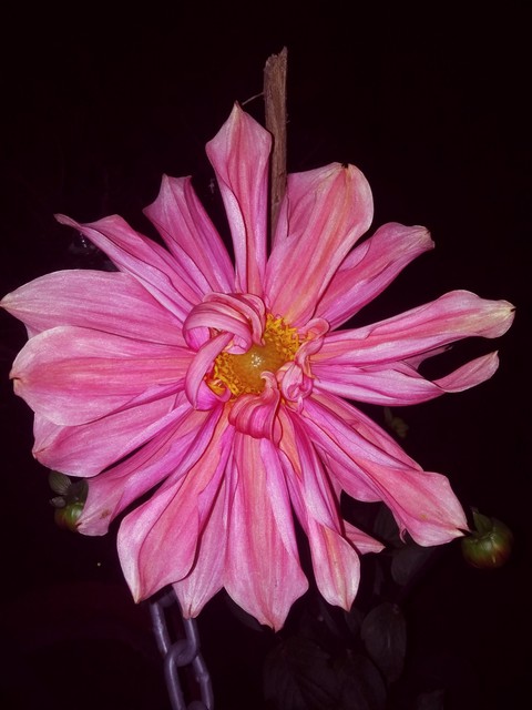 pink, petal wallpapers