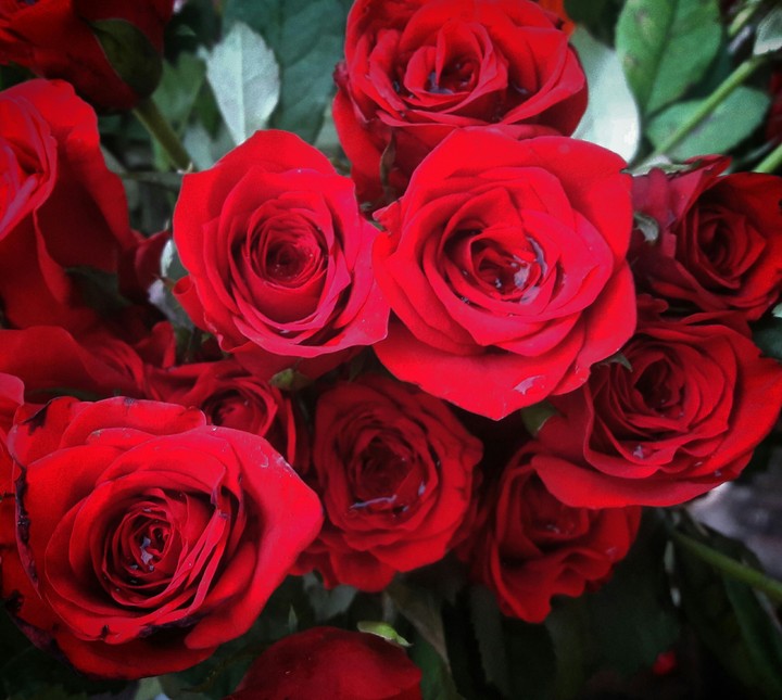 red roses