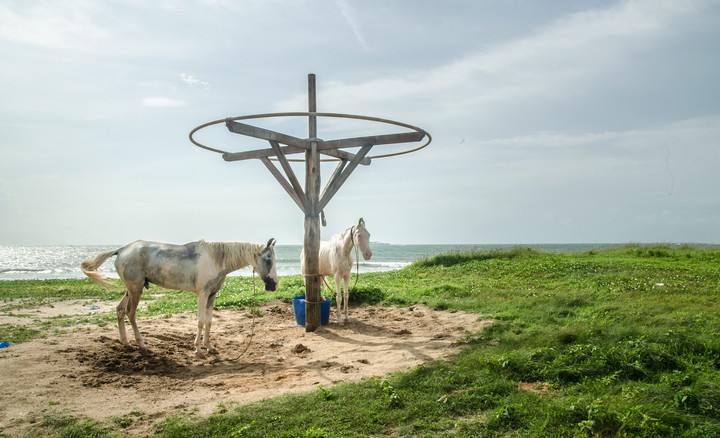 Horses