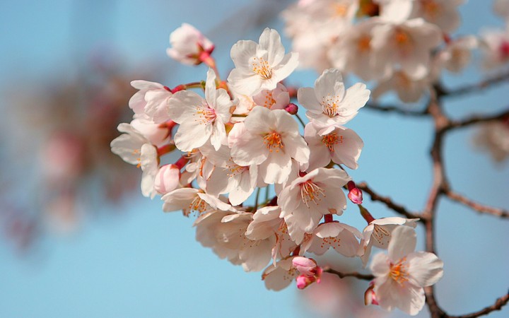 Cherry Blossom