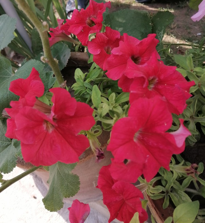 Red flower