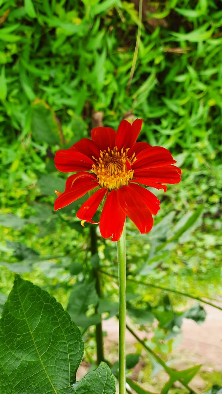Droz Mexican Red Sunflower