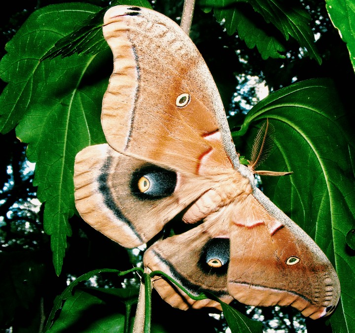 polyphemus  moth