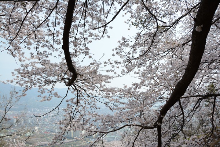 진해이미지