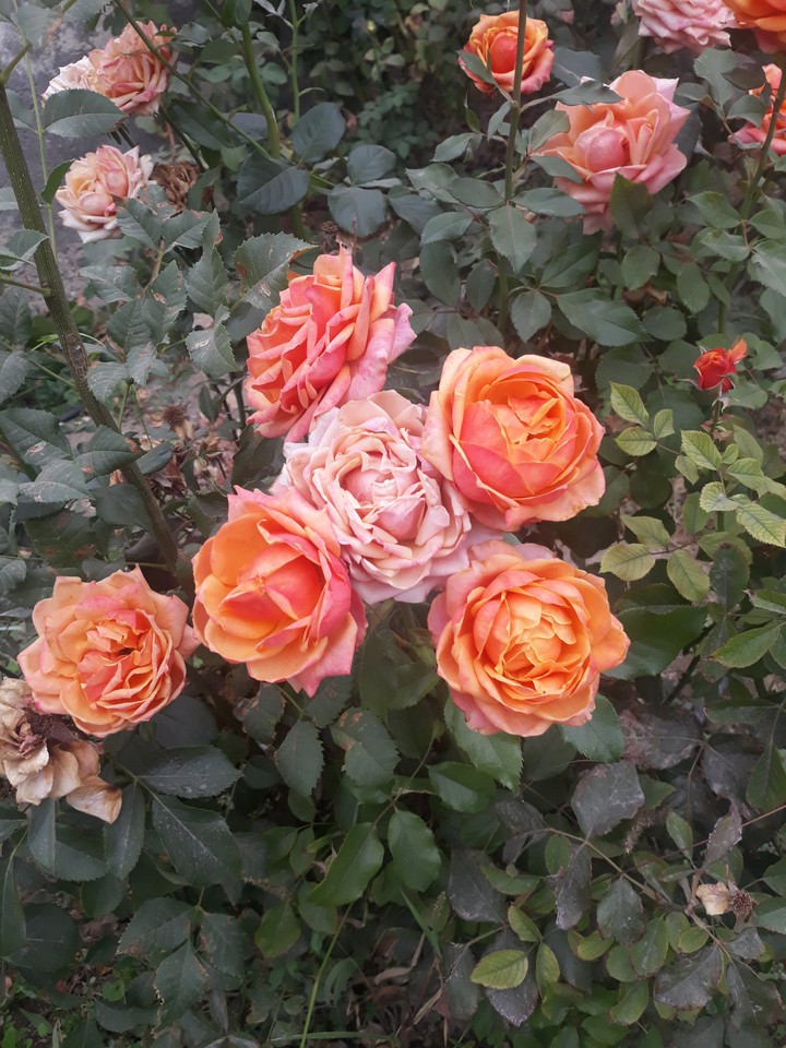 beautiful roses