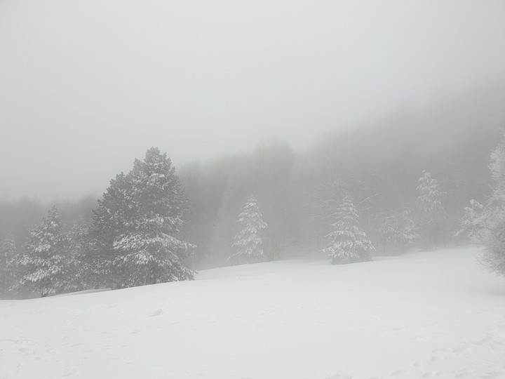 forest