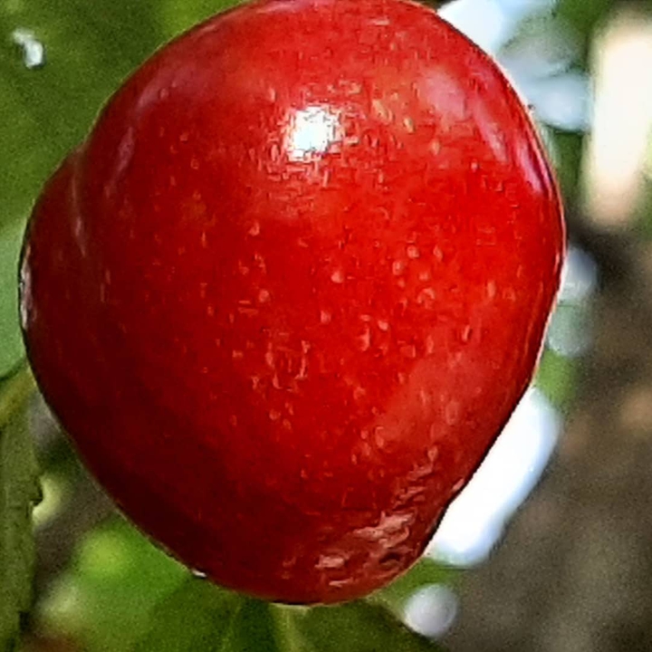 cherry?