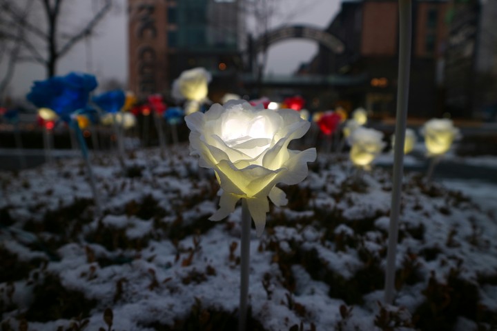 겨울 꽃