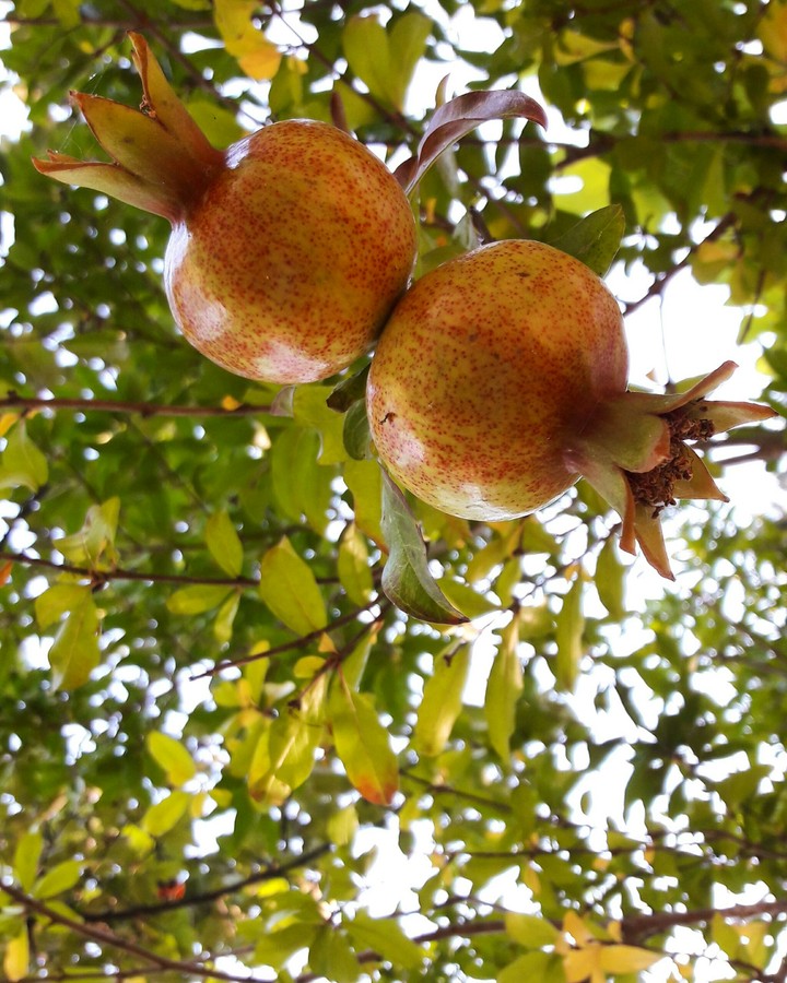 Pomegranate