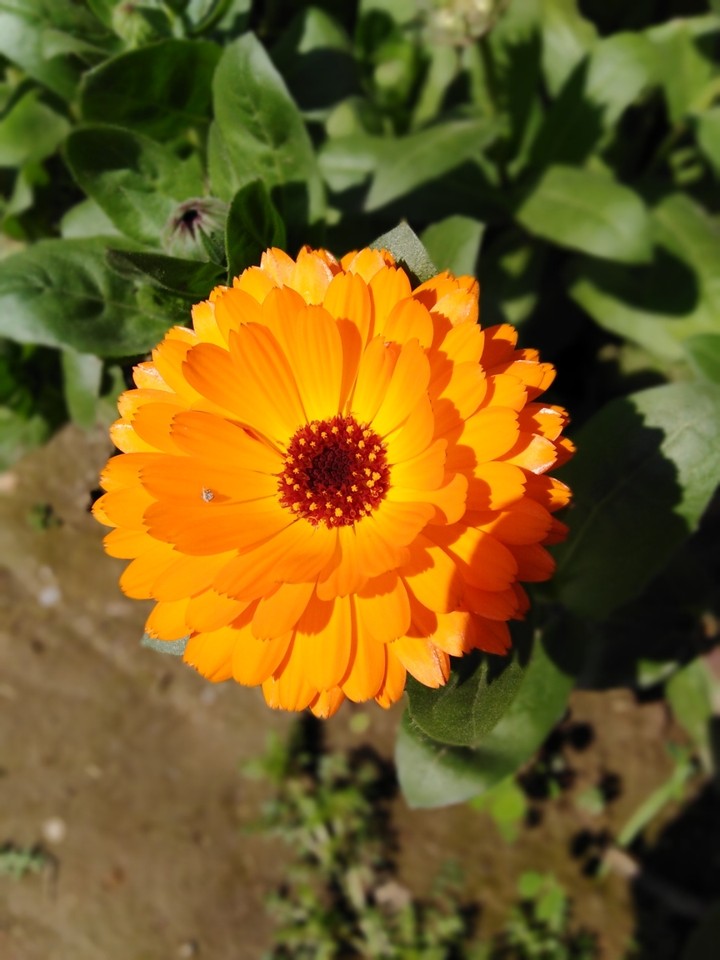 Orange Flower