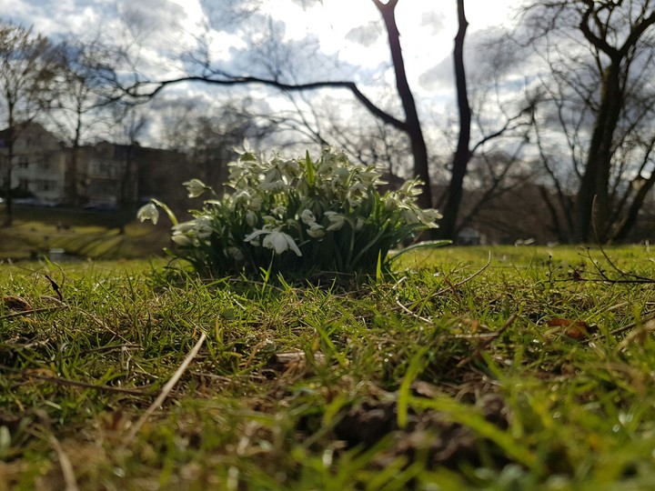 Galanthus nivalis