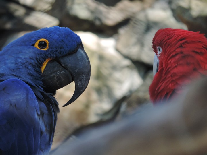 Arara azul