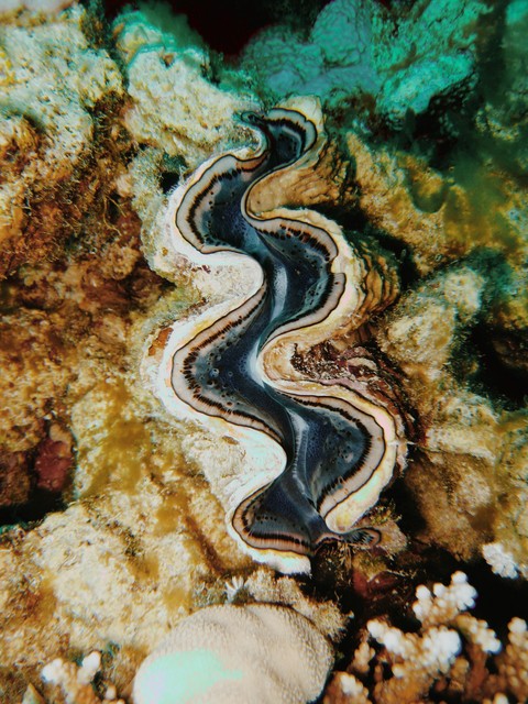 fantàstic sea