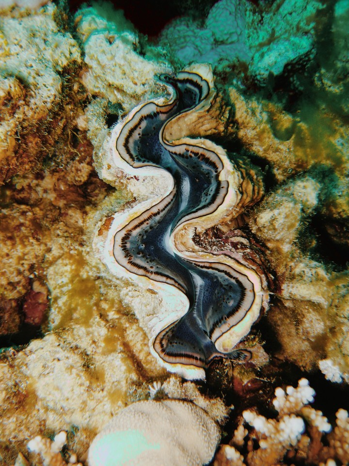 fantàstic sea