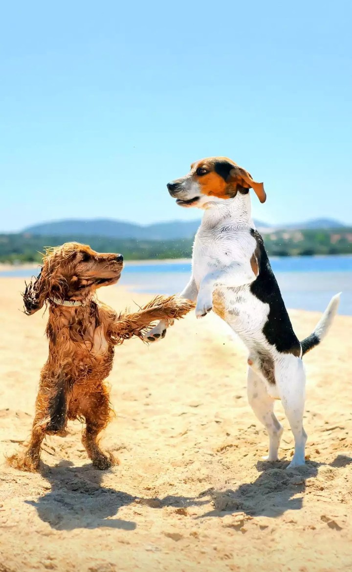 brother's meet