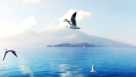 sfondi calm, bird