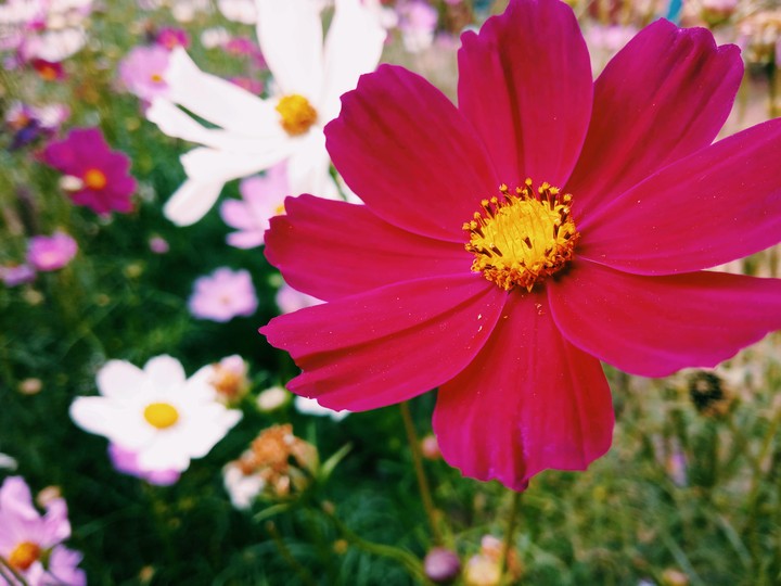A flower cannot blossom without sunshine