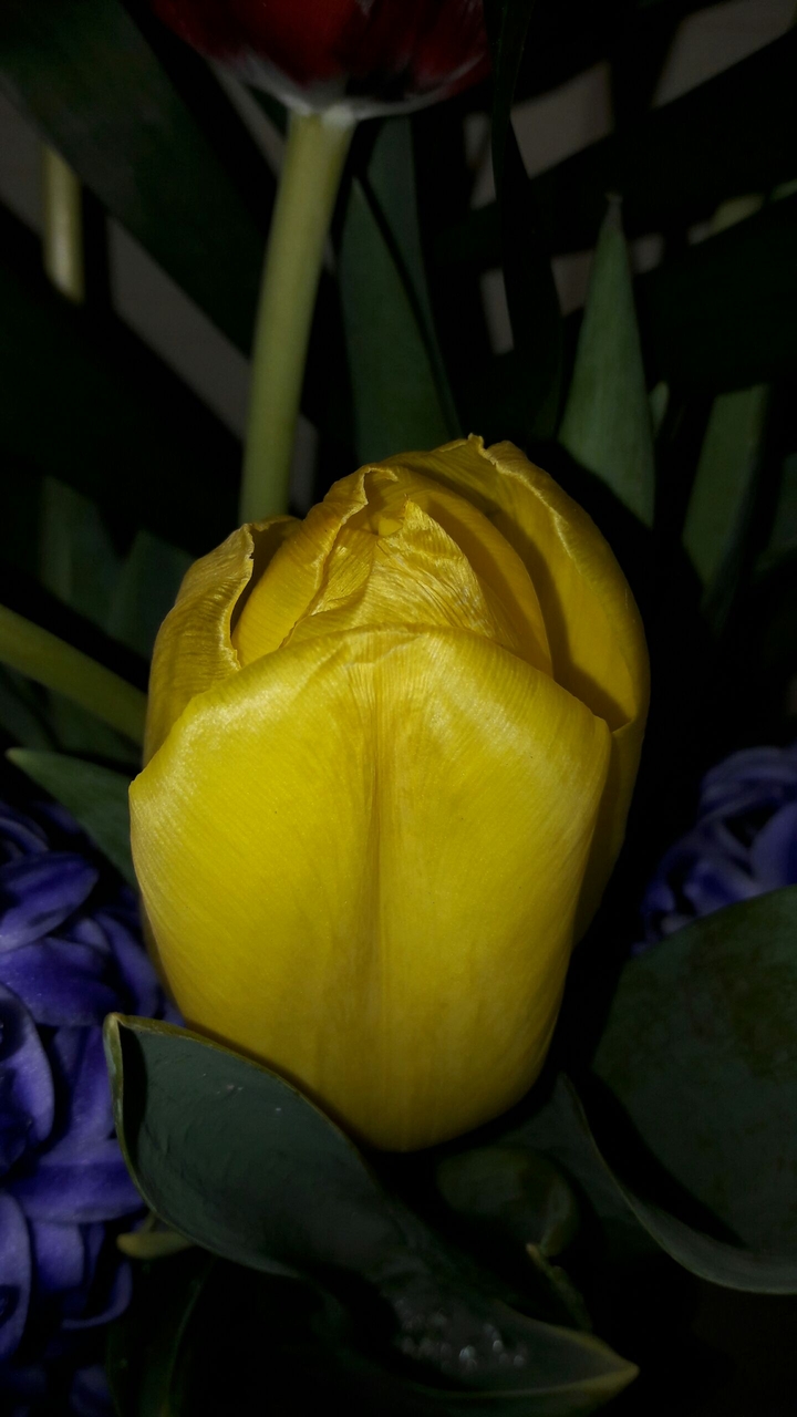 Yellow tulip