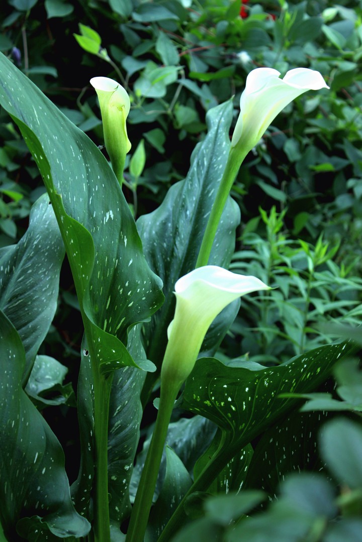 Callas