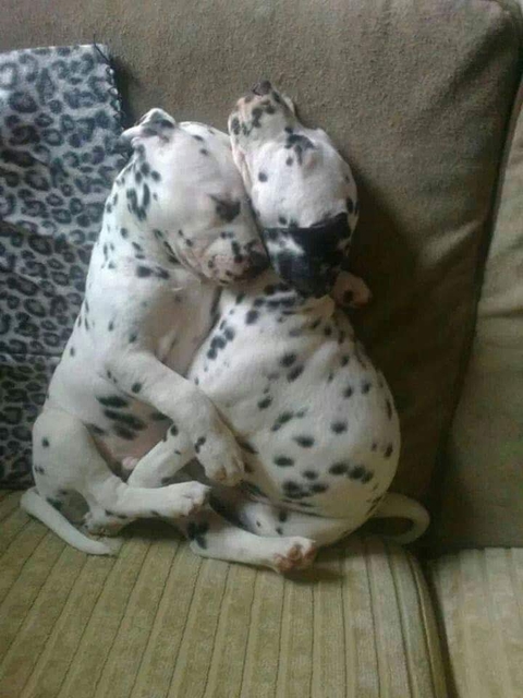 kardeşler yani köpekler
