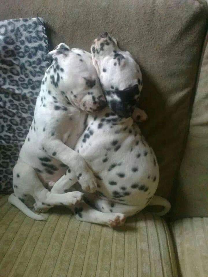 kardeşler yani köpekler