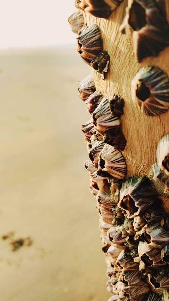 Snail