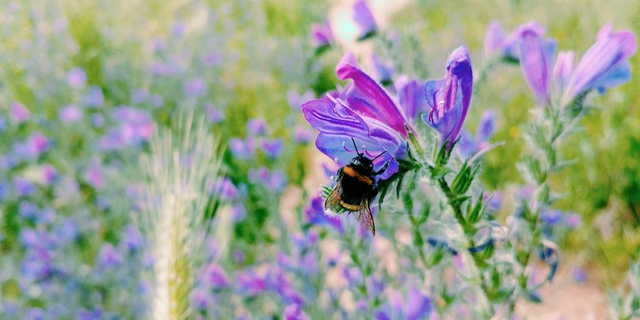 Bumblebee