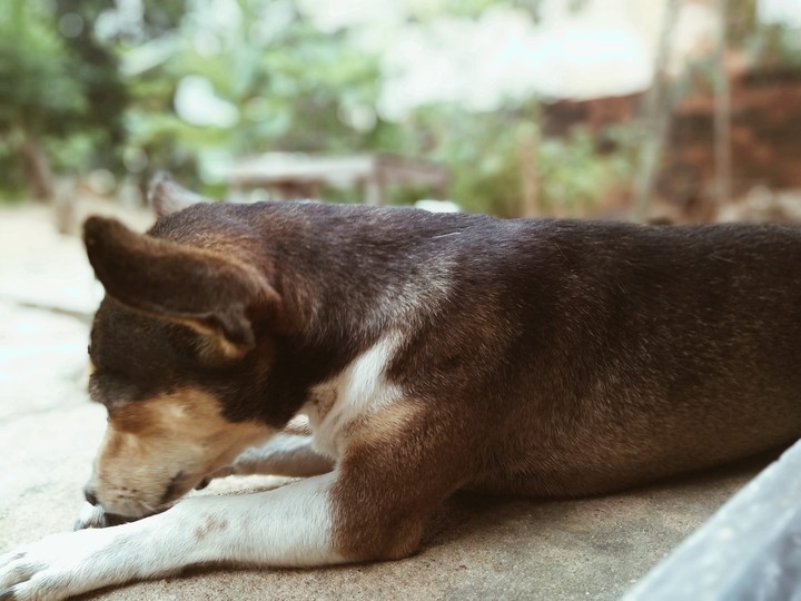 Dog ❤️