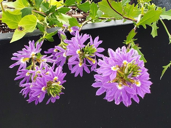 Purple Flowers