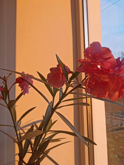 Petal, Pink, Flowering_plant